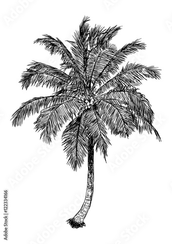 hand drawn illustration of coconut tree. sketch of palm tree