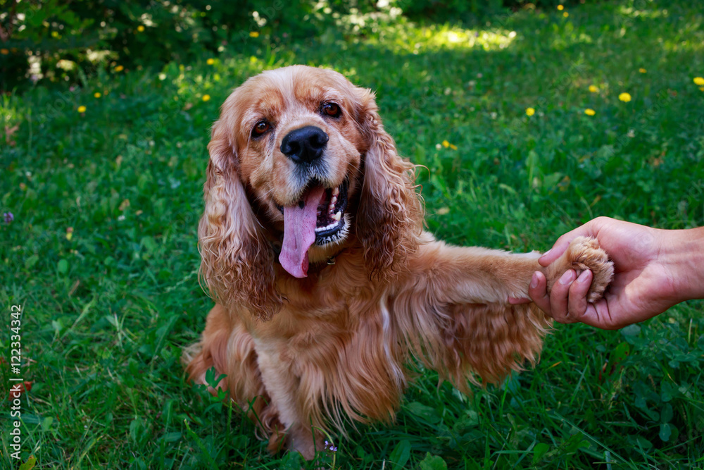 Fototapeta premium dog breed American Cocker Spaniel