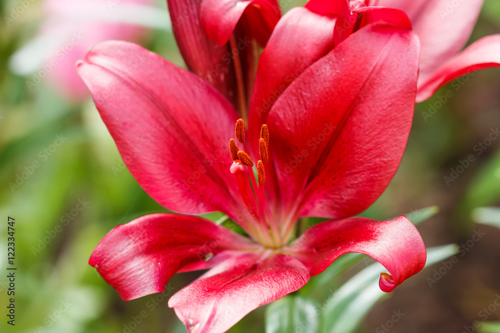 Lily red bloom in the garden during the day during the summer. Lily red bloom in the garden during the day during the summer.
