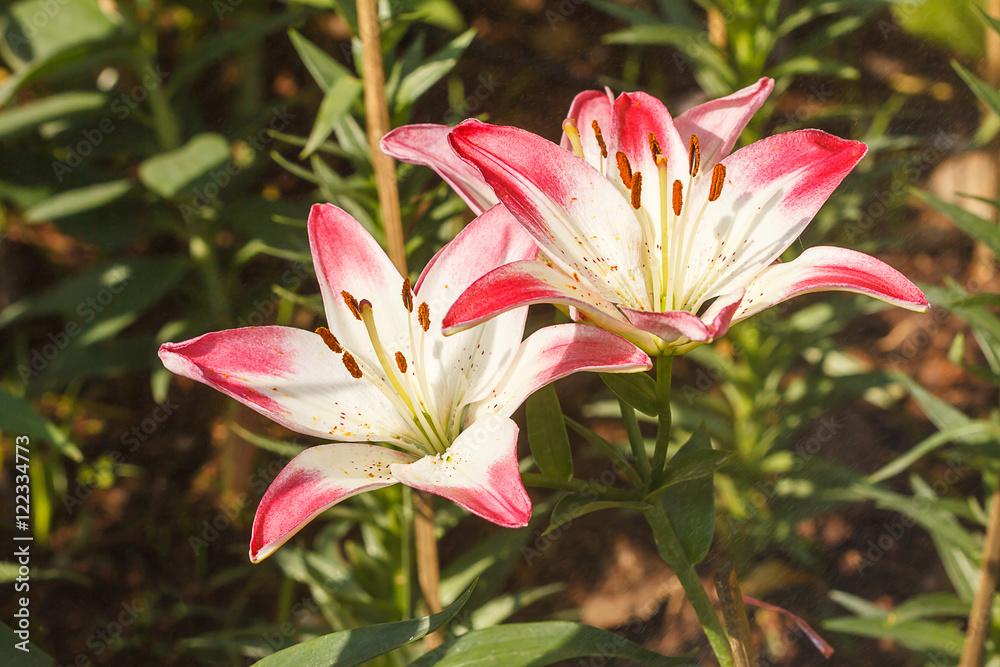 Fototapeta premium Lily white and pink bloom in the garden during the day during th