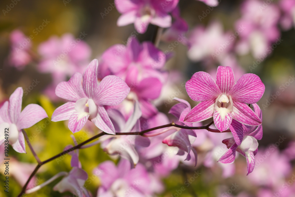 Obraz premium Purple orchids bloom in the garden during the day during the sum