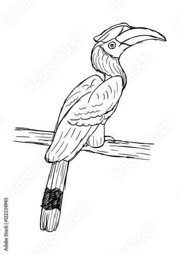 hand drawn illustration of hornbill bird. isolated realistic