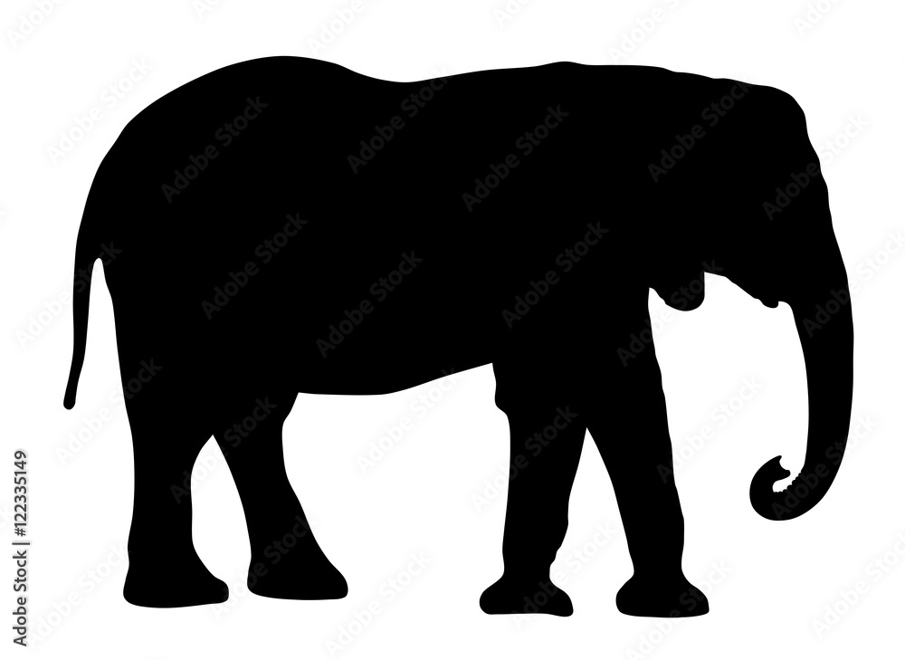 Fototapeta premium Elephant