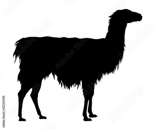 Llama