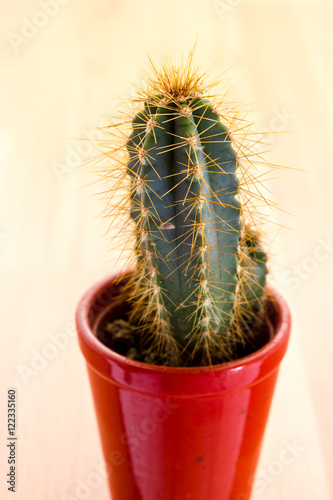 Cactus plant with thorns