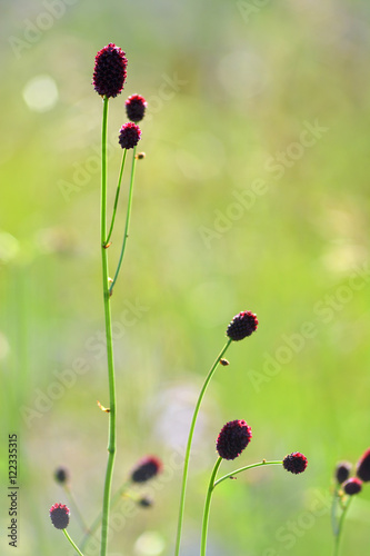 Red flowers on the grass
