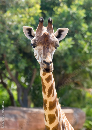Giraffe head © Dimitar Marinov