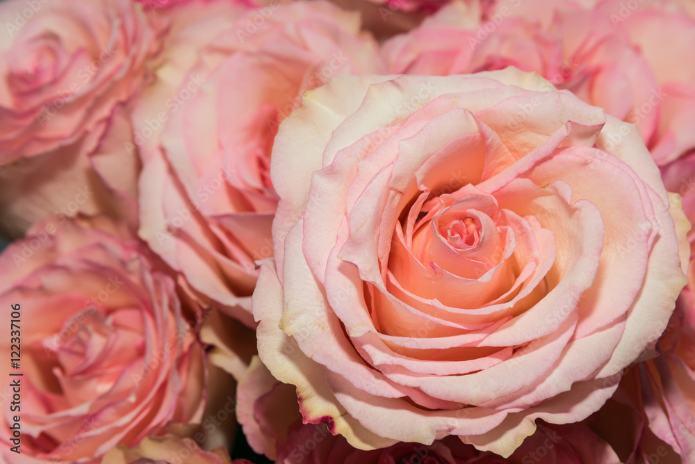 pink roses flowers background
