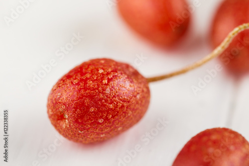 Red berries - Elaeagnus multiflora photo