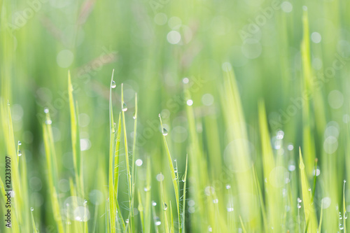 Water drop with sparkle of the green leaf grass taken,design for