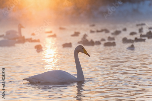 swan lake fog winter sunset