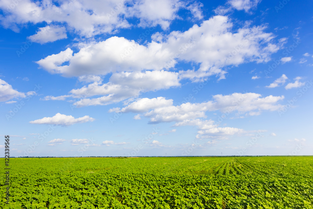 Green cultivated plantation field on the lowland with happy mood sunny blue sky and cumulus clouds in panorama style Green cultivated plantation field on the lowland with happy mood sunny blue sky and cumulus clouds in panorama style