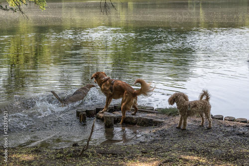 spielende Hunde am See
