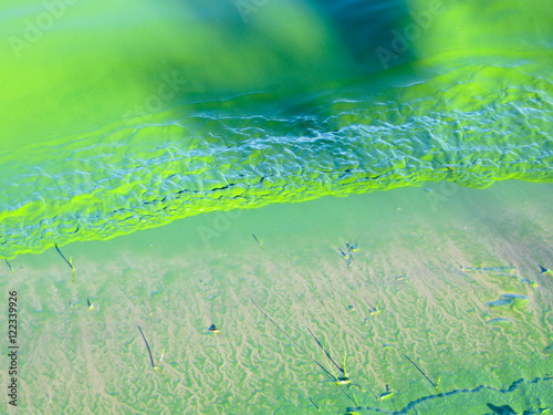 Green algae pollution on a river Dnieper photo