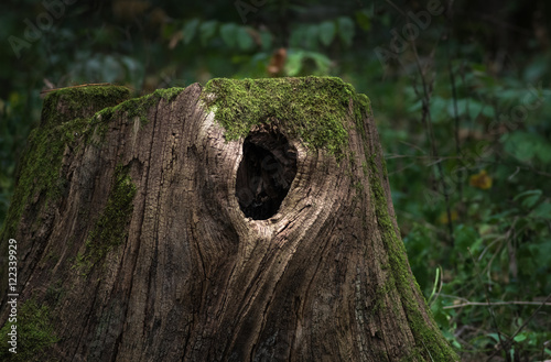 Huge old stump in the woods