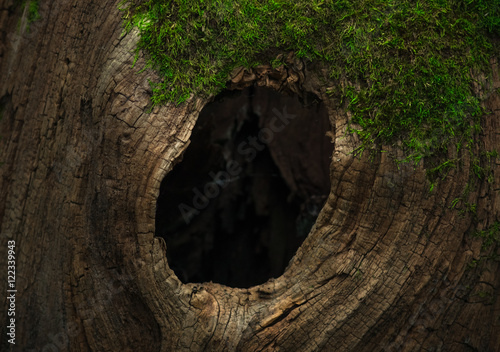 Photography Tree hollow close up