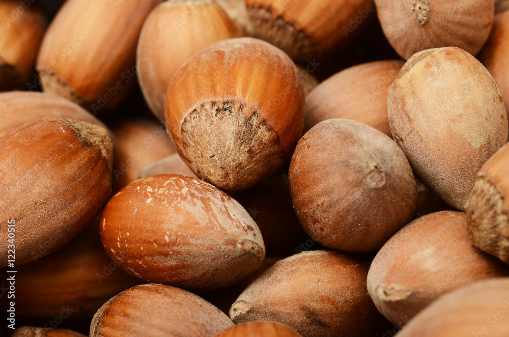 Fresh hazel nuts for autumn season Fresh hazel nuts for autumn season