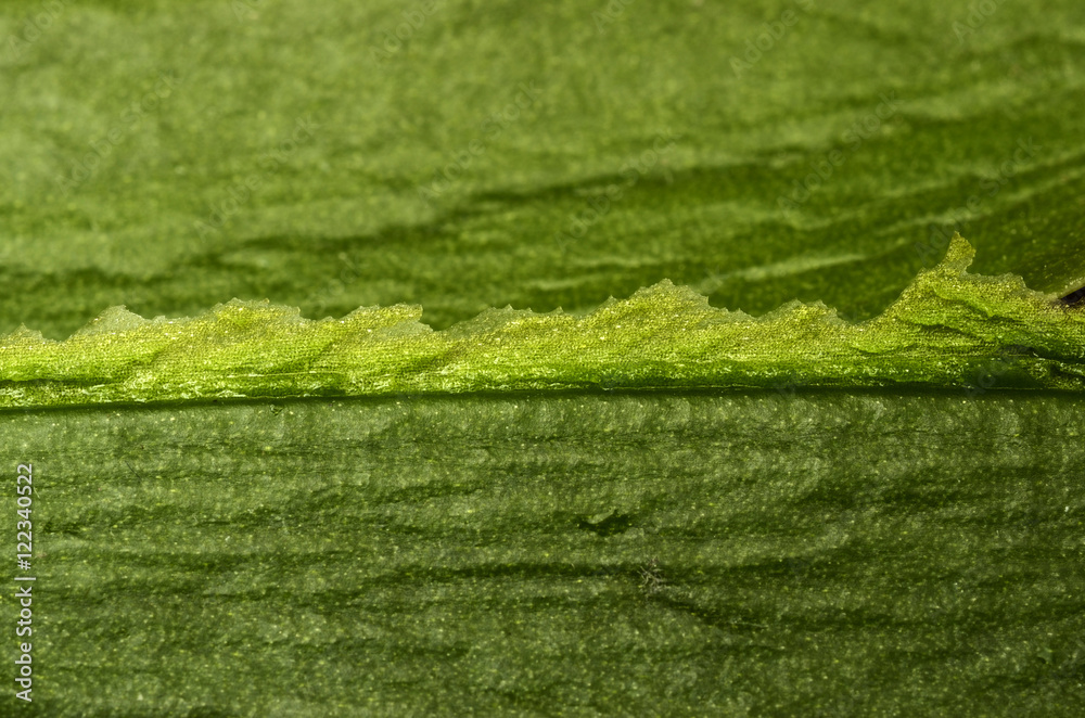 Macro of Green leaf Macro of Green leaf