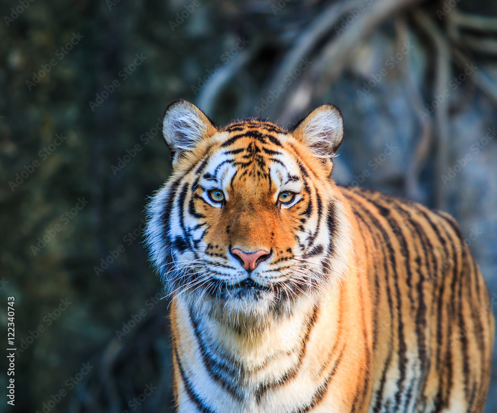 Tiger Tiger