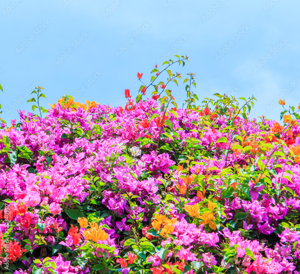 Bougainvillea Bougainvillea