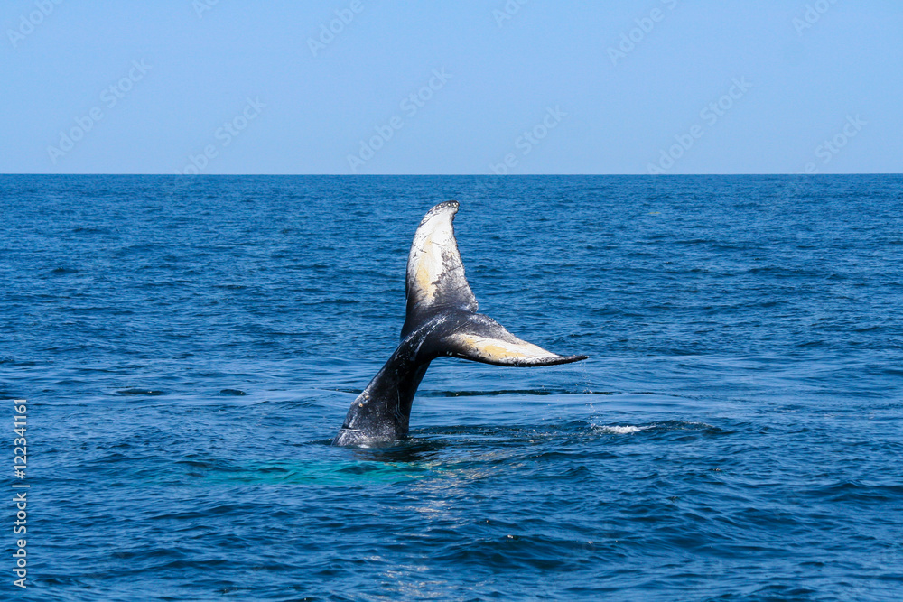 Fototapeta premium Whale Tail 1