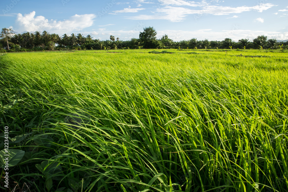 Fototapeta premium Rice Field