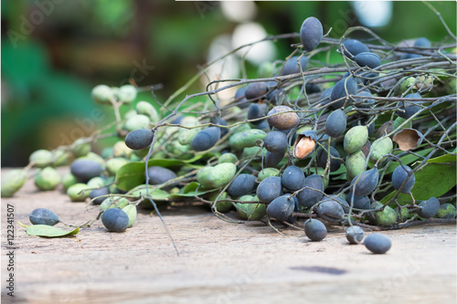 Velvet tamarind. Fruit native Thailand,Dialium cochinchinense pi photo