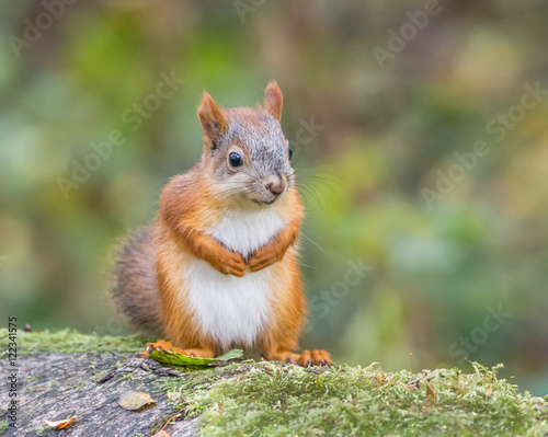 Squirrel © hannurama