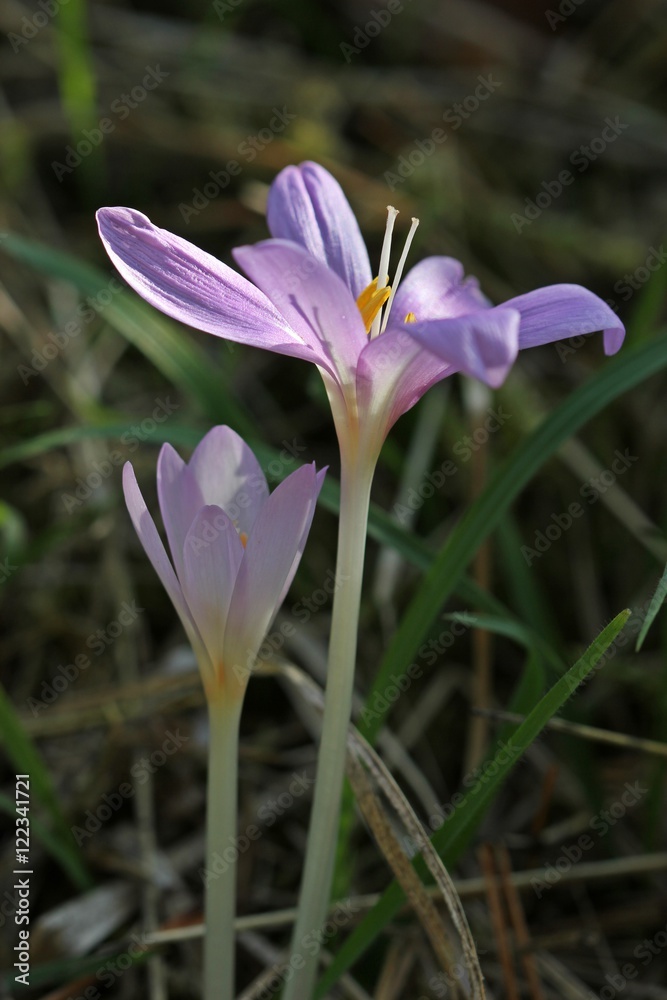 Blühende Herbstzeitlose (Colchicum autumnale) Blühende Herbstzeitlose (Colchicum autumnale)