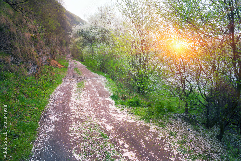 Fototapeta premium road between the cherries