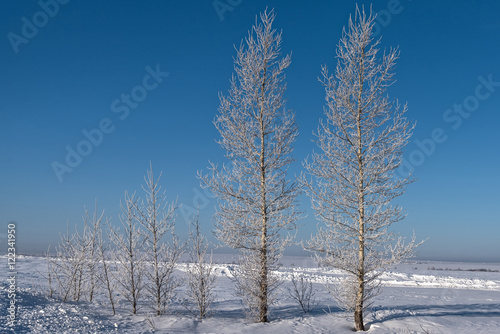 winter birch snow hoarfrost