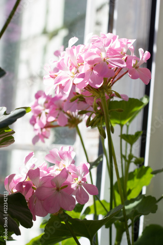 Fototapeta Naklejka Na Ścianę i Meble -  Blossoming Pelargonium, popular flowering houseplant
