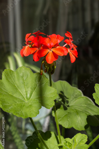 Fototapeta Naklejka Na Ścianę i Meble -  Blossoming Pelargonium, popular flowering houseplant