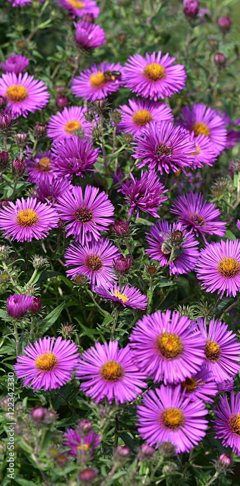 fleurs...astéracées