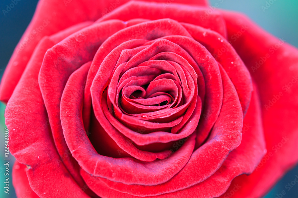 Red rose Red rose
