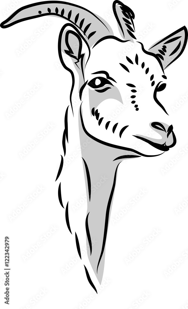 Head of white horned goat