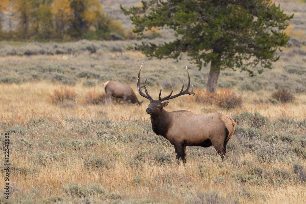 Bull Elk During the Fall rut