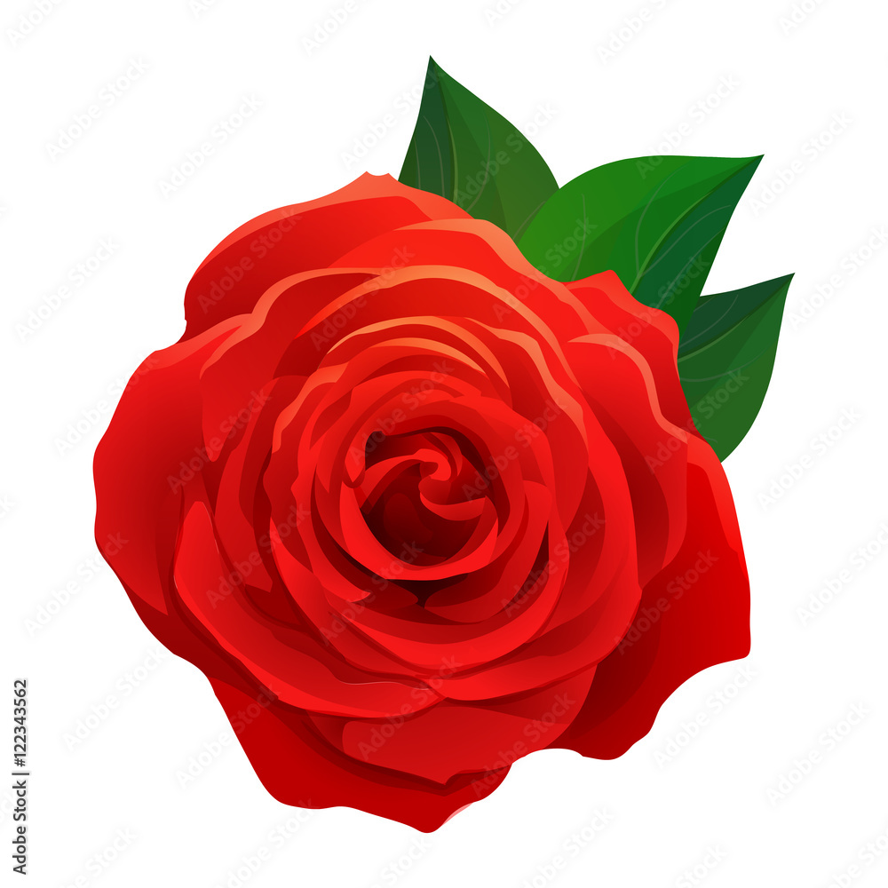 Vector beautiful red rose with green leaves isolated on white ...
