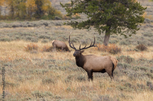 Bull Elk During the Fall rut