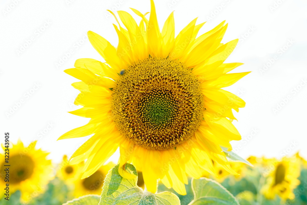 Shiny sunflower Shiny sunflower