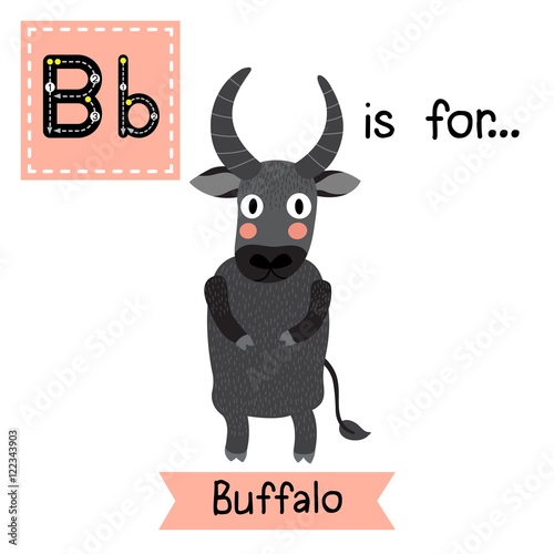 B letter tracing. Buffalo standing on two legs. Cute children zoo alphabet flash card. Funny cartoon animal. Kids abc education. Learning English vocabulary. Vector illustration.