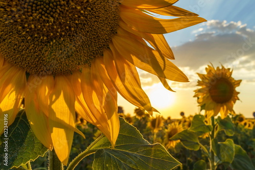 Sunflowers at dusk.