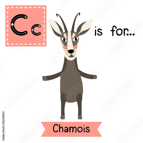 C letter tracing. Chamois standing on two legs. Cute children zoo alphabet flash card. Funny cartoon animal. Kids abc education. Learning English vocabulary. Vector illustration.