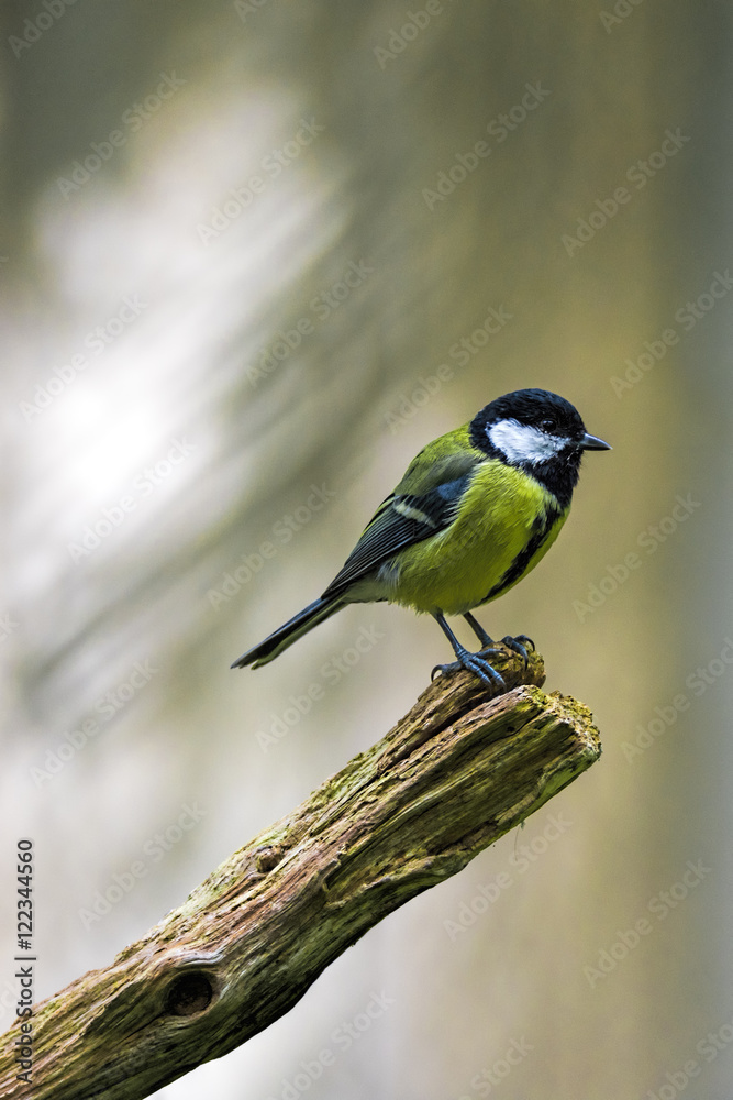 Obraz premium Kohlmeise