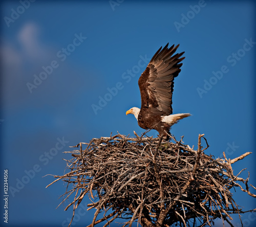 Slika na platnu Bald Eagle landing in nest with wings aloft