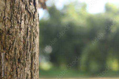 Teak tree trunk on green forrest background