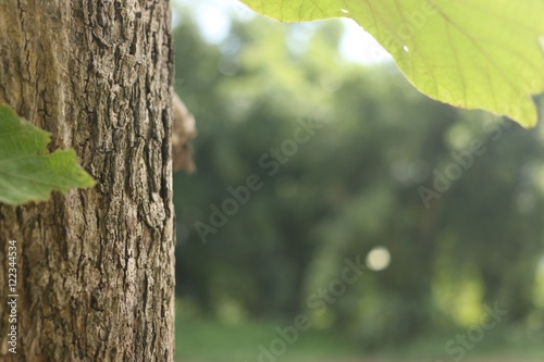 Teak tree trunk on green forrest background