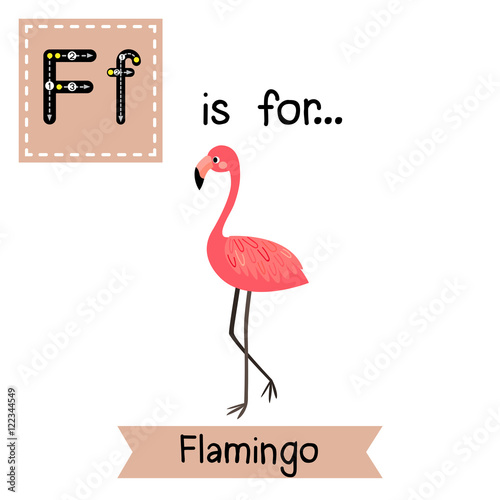 F letter tracing. Standing Flamingo. Cute children zoo alphabet flash card. Funny cartoon animal. Kids abc education. Learning English vocabulary. Vector illustration.