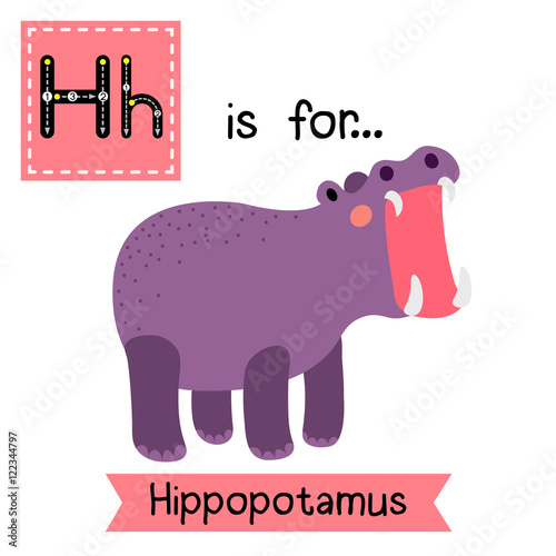 H letter tracing. Hippopotamus opening mouth. Cute children zoo alphabet flash card. Funny cartoon animal. Kids abc education. Learning English vocabulary. Vector illustration.