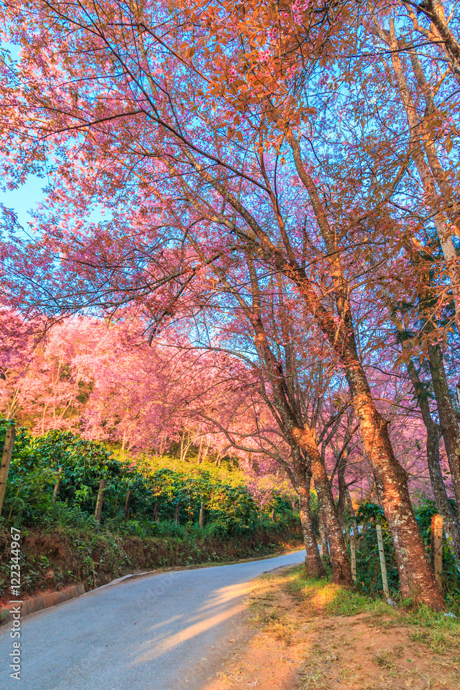 Cherry Blossom or Sakura in Chiangmai province of Thailand Cherry Blossom or Sakura in Chiangmai province of Thailand
